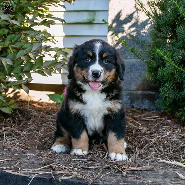 Shadow, Bernese Mountain Dog Puppy